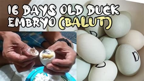balut 16 days|Balut (16 Days) .